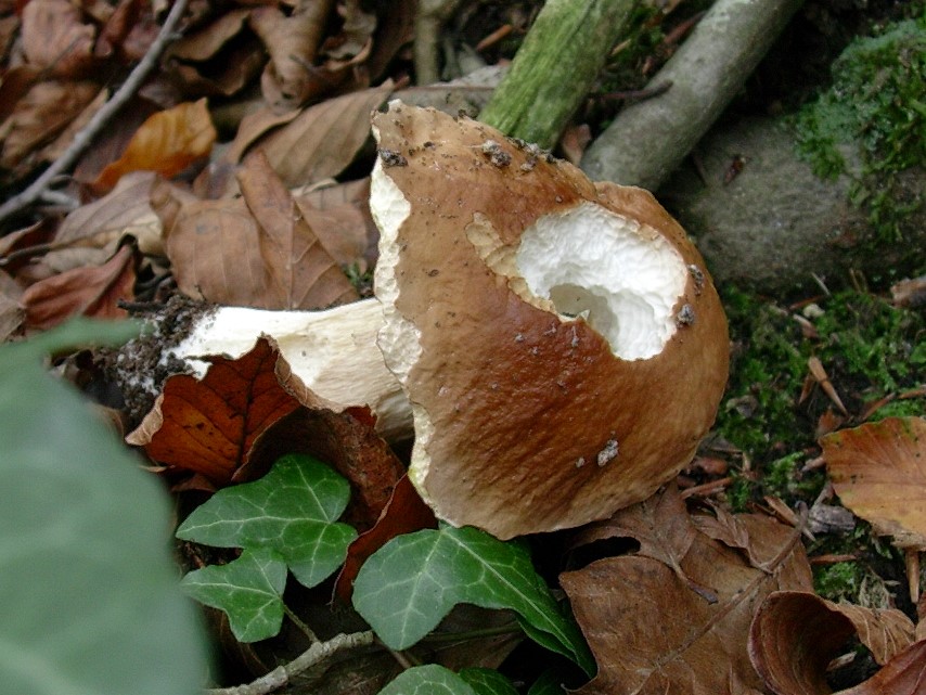 489 Novembre vecchio ritrovamento